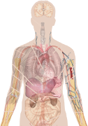 Human system comprising interconnected functional devices.