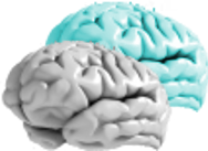 The brain could receive its initial programming (neurone inter-connections) from some kind of hidden template.