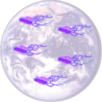The biosphere with all except amoebas removed.