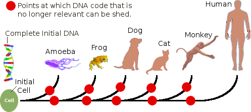 The shedding of DNA content along the evolutionary tree.