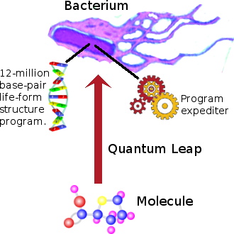 Quantum leap from molecule to bacterium.