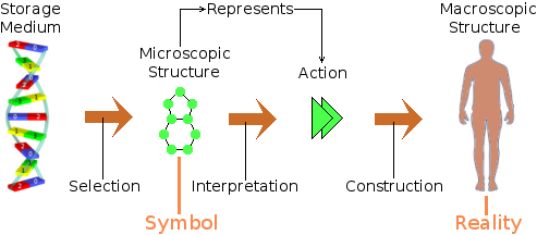 DNA as a symbolic representation of a reality.