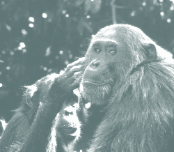 The consciousness of the higher animals also processes meaning.