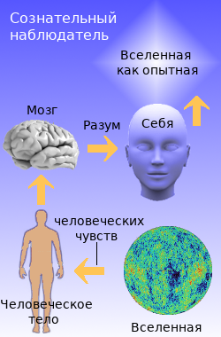Подверженная ошибкам цепь наблюдения продолжается внутри тела и разума наблюдателя.