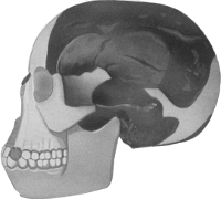 Skull of Piltdown man.