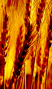 Wheat ready to harvest.