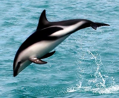A leaping dolphin.