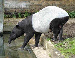 Photo of a tapir.
