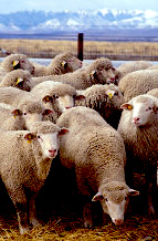 A flock of sheep.