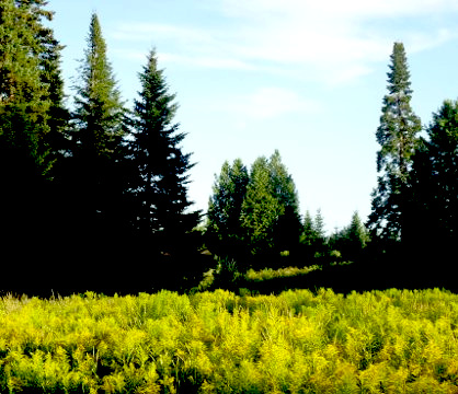 Two hectares of land (photo by the author).