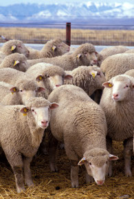 Sheep: the quantum mechanical animal.