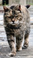 The territorial cat. Photo: Stavrolo.