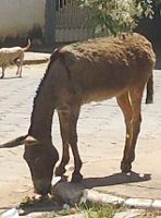 Donkey eating by the road side (photo by the author).