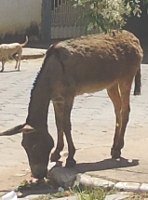 Donkey eating by the road side (photo by the author).