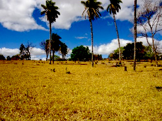 Небольшой участок недалеко от Бразилиа-де-Минас, Бразилия.
