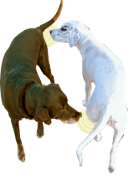 Round and round we go. A prelude to canine copulation by Robert John Morton.