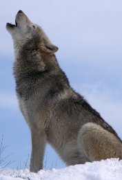 A howling wolf. Public domain photo.