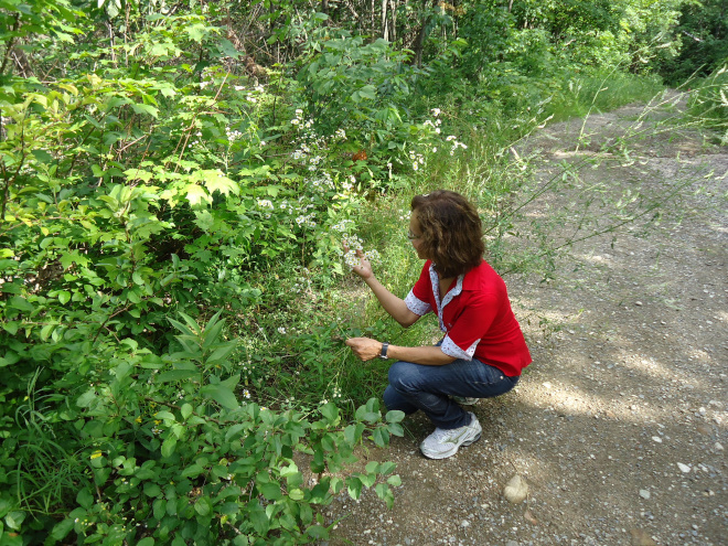 Dayse admirando margaridas silvestres no Parque Gatineau, em Ottawa.