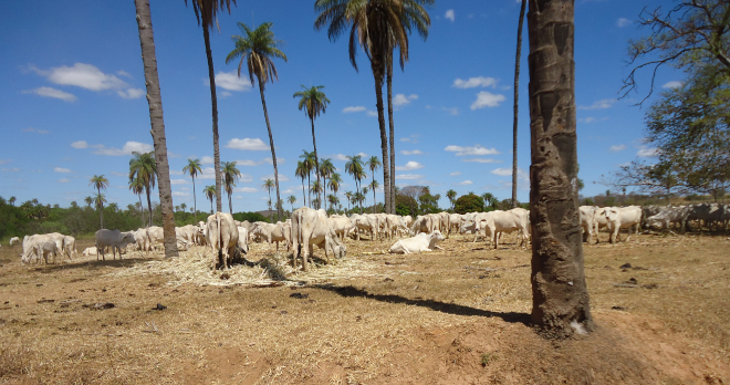 The ubiquitous nelore cattle of the region.