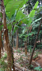 Sewage processing units using a banana trees as their active element.