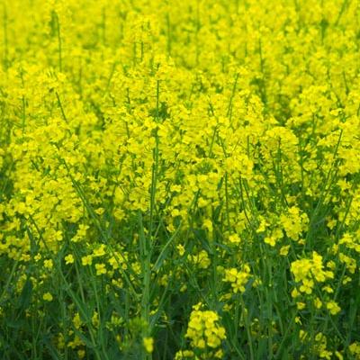 A crop of oilseed rape.