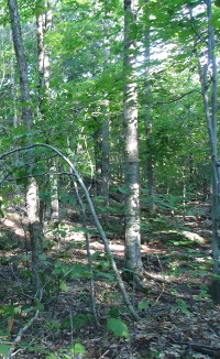 Dappled sunshine in Gatineau Park near Ottawa, Canada. Photo by Robert John Morton YE572246C